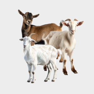 White EliteBook Tablet 810