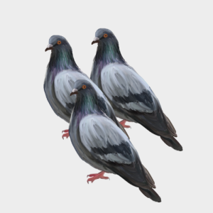 Burung Merpati 3 Ekor